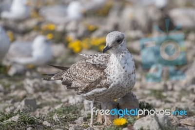 Young Seagulls Near The Cliffs Stock Photo