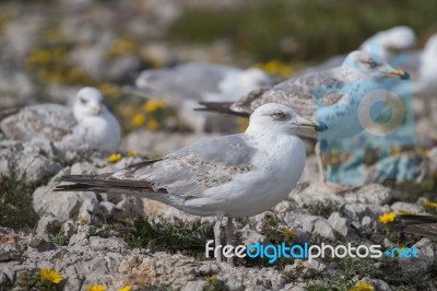 Young Seagulls Near The Cliffs Stock Photo