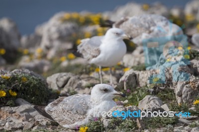 Young Seagulls Near The Cliffs Stock Photo