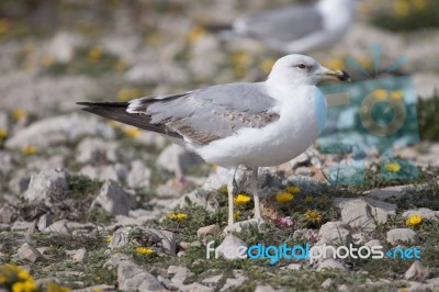 Young Seagulls Near The Cliffs Stock Photo