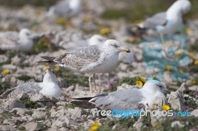 Young Seagulls Near The Cliffs Stock Photo