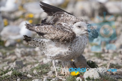 Young Seagulls Near The Cliffs Stock Photo