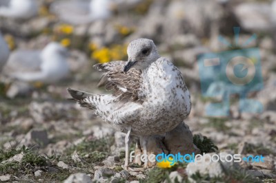 Young Seagulls Near The Cliffs Stock Photo