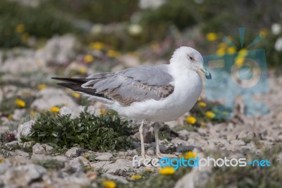 Young Seagulls Near The Cliffs Stock Photo