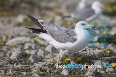 Young Seagulls Near The Cliffs Stock Photo