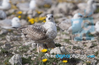 Young Seagulls Near The Cliffs Stock Photo