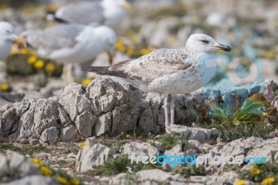 Young Seagulls Near The Cliffs Stock Photo