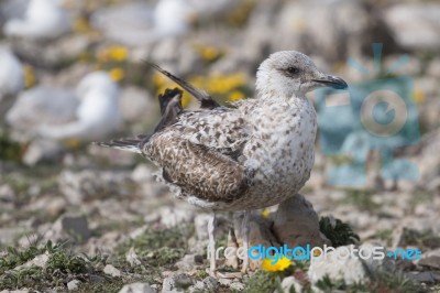 Young Seagulls Near The Cliffs Stock Photo