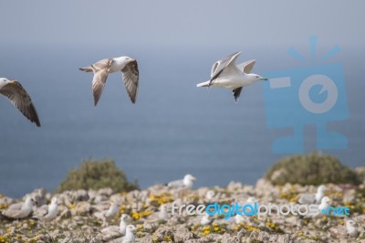 Young Seagulls Near The Cliffs Stock Photo