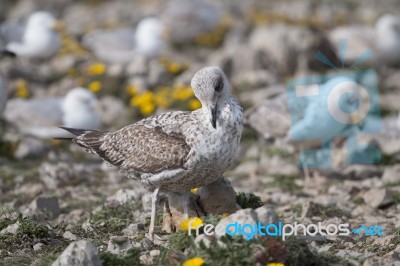 Young Seagulls Near The Cliffs Stock Photo