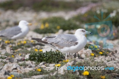 Young Seagulls Near The Cliffs Stock Photo