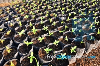 Young Seedlings In Small Pots Stock Photo