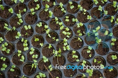 Young Seedlings Of Vegetable In Tray Stock Photo