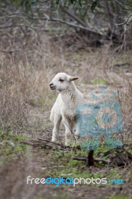 Young Sheep Stock Photo