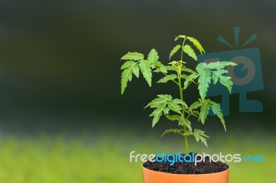 Young Siamese Neem Sprout Seed On Plant Pot Stock Photo