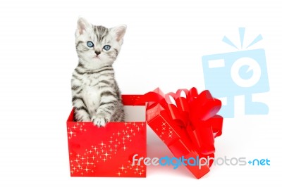 Young Silver Tabby Cat Standing In Red Box With Stars Stock Photo