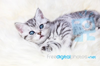 Young Silver Tabby Spotted Cat Lying On Sheep Skin Stock Photo