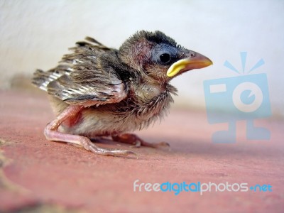 Young Sparrow Chick Stock Photo