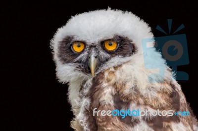 Young Spectacled Owl Isolated On Black Background Stock Photo