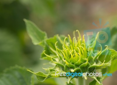 Young Sunflowers, Sunflowers Are Grow Against A Bright Sky, Unseen Thailand Flowers.  Stock Photo