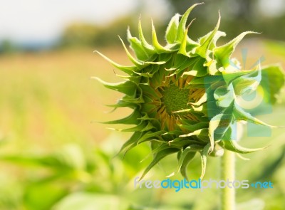 Young Sunflowers, Sunflowers Are Grow Against A Bright Sky, Unseen Thailand Flowers.  Stock Photo