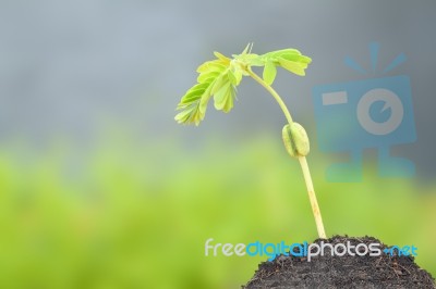 Young Tamarind Sprout Groeth On Top Soil Stock Photo