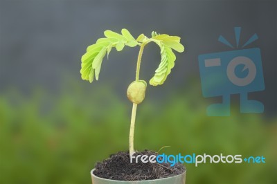 Young Tamarind Sprout Growth In Top Pot Stock Photo