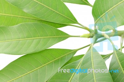 Young Treetop Of Mango Leaf On White Background Stock Photo