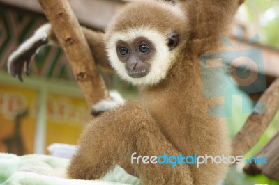 Young White Hand Gibbon On The Branch Stock Photo