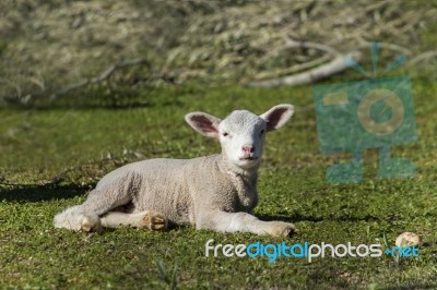 Young White Sheep Relaxing Stock Photo