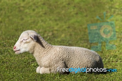 Young White Sheep Relaxing Stock Photo