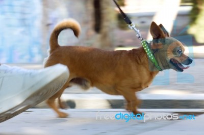 Young Woman And Beautiful Dog Walking In The Street Stock Photo