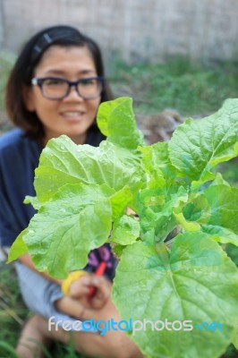 Young Woman Harvesting Clean Organic Vegetable In Home Garden Fa… Stock Photo