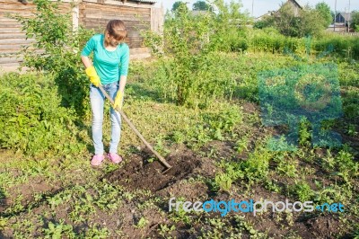 Young Woman Weeding Potato Sprouts Using Hoes Stock Photo