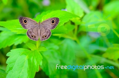 Ypthima Baldus Baldus Or Common Five Ring Butterfly Stock Photo