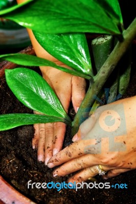 Zamioculcas Zamifolia Stock Photo