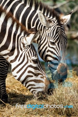 Zebra Stock Photo