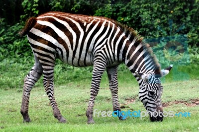 Zebra Stock Photo