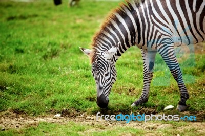 Zebra Stock Photo