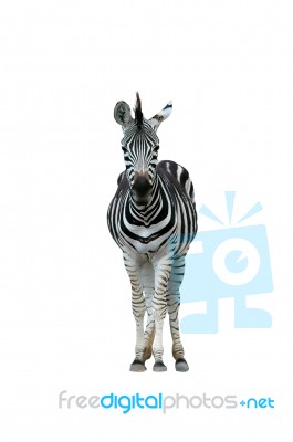 Zebra Stock Photo