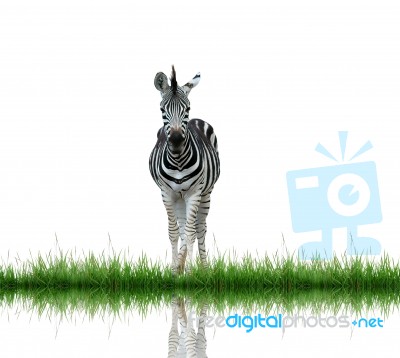 Zebra Stock Photo