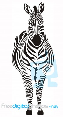 Zebra Stock Image