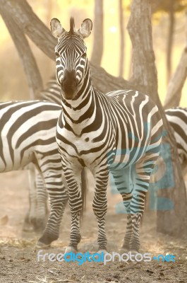 Zebra Stock Photo