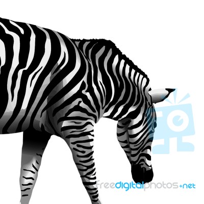 Zebra Stock Image