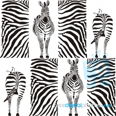 Zebra Stock Image