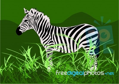 Zebra Stock Image