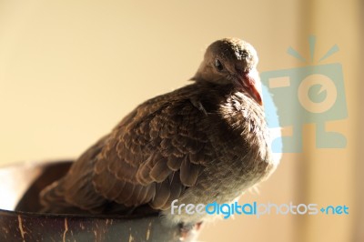 Zebra Dove Stock Photo