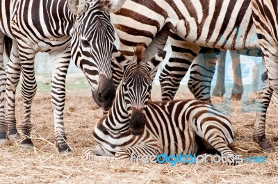 Zebra Family Stock Photo