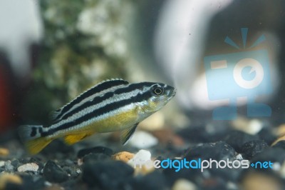 Zebra Fish Stock Photo