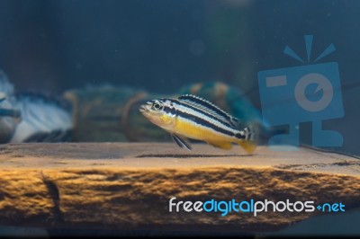 Zebra Fish Stock Photo